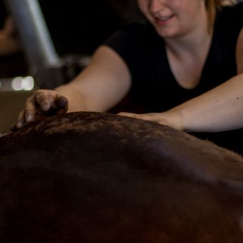Massage paard